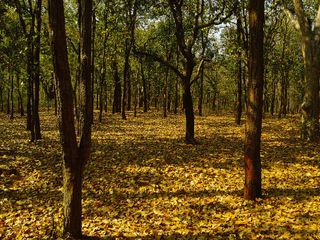 Top 5 Forests In India To Visit For Every Nature Lover