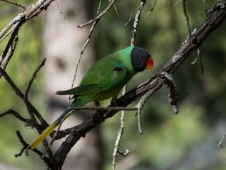 Explore The Inquisitive Wildlife Of Binsar