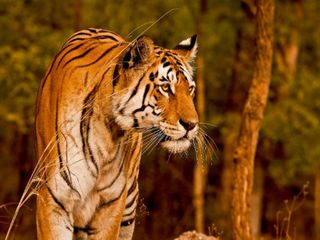 Most Visited Wildlife Sanctuaries Of India In 2017