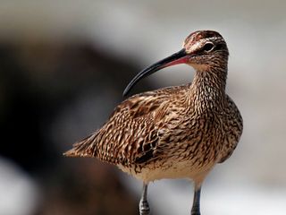 Top 10 Bird Sanctuaries Of Kerala