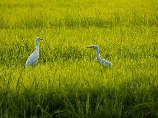 Vedanthangal Bird Sanctuary – A Perfect Weekend Getaway From Chennai