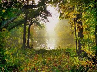 Chennai To Masinagudi – An Ideal Getaway Into The World Of Pristine Nature