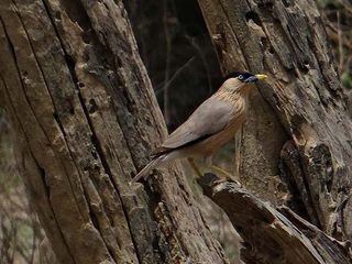 Top Protected Areas In Bihar To Witness The Best Of Wildlife Beauty