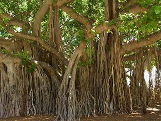 Topmost Popular And Oldest Banyan Trees In India
