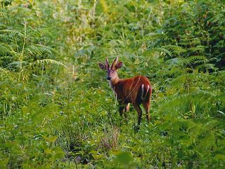Chennai To BR Hills – A Perfect Weekend Getaway Into The Wild