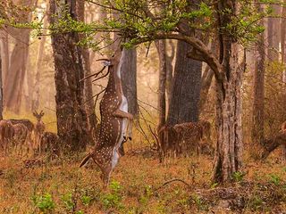 From Chennai To The Lively Atmosphere Of Nagarhole National Park