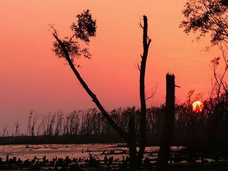 Kolkata To Sundarbans – To The World Of Rich Biodiversity