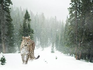 Hemis National Park – To The Rarest Beauty In The North Of The Himalayas