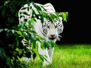 International Tiger Day 2021: Travel To These Places If You Desire To Spot White Tigers