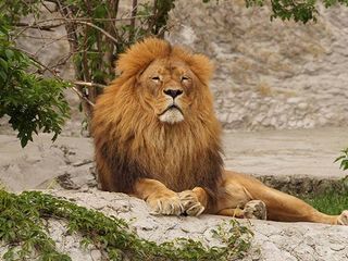 Ahmedabad To Gir Forest National Park – Into The World Of Rich Biodiversity