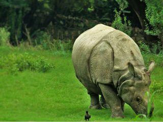 Explore The Richness Of These National Parks In West Bengal