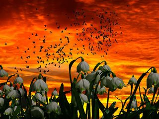 Mahananda Wildlife Sanctuary – A Paradise For Birdwatchers