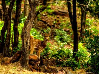 Van Vihar National Park – Pass Through The Rich Biodiversity Of Bhopal
