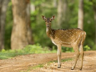 3-Day Road Trip From Bylakuppe To Nagarhole 