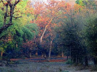 Bhopal To Bandhavgarh National Park – To The Natural Gem Of Madhya Pradesh