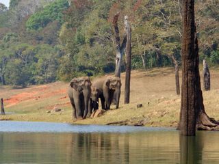 Into The Wild At Periyar National Park