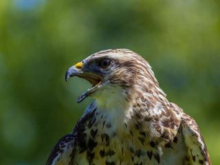 Pangti: The Village That Transformed Predators Into Protectors