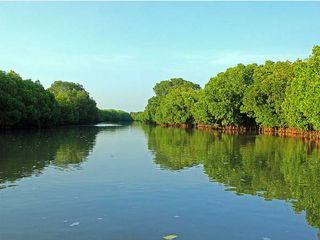 All You Need To Know About Pichavaram And Its Mangrove Forest