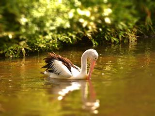 How About A Trip To Uppalapadu Bird Sanctuary This Summer?