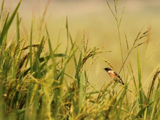 Know About Begusarai: The Queen’s Inn