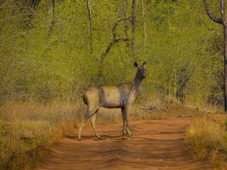 Bhopal To Tadoba National Park – To The Oldest National Park Of Maharashtra