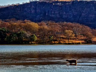 Bhopal To Ranthambore National Park – Apprehend The Beauty Of Forts And Bengal Tigers