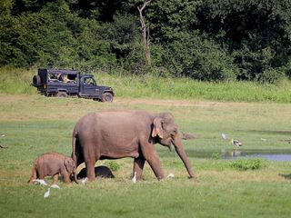 Koundinya Wildlife Sanctuary – An Elephant Reserve With Soothing Waterfalls