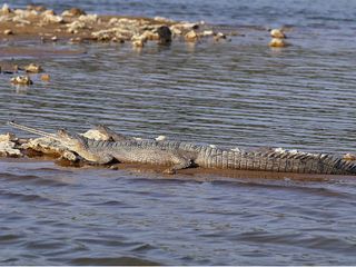 Into The Badlands Of Imperiled Gharials And Red Rooftop Turtles — Chambal Wildlife Sanctuary