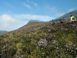 After 12 Years The Majestic Neelakurinji Flowers Are Set To Veil The Green Valleys Of Munnar