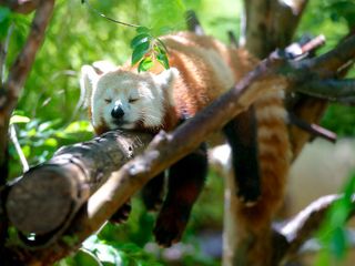 Wildlife Sanctuaries In Arunachal Pradesh: Perfect For Photography