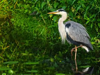 Topmost Bird Photography Destinations In Maharashtra