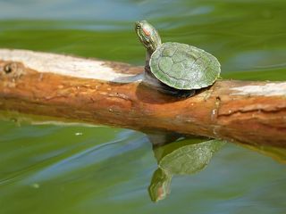 World Picnic Day 2021: 5 Fun Things To Do In And Around Bangalore With Your Family Over The Weekend