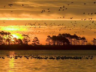 World Wildlife Day 2022 Special: Top 5 Wildlife Sanctuaries In Telangana