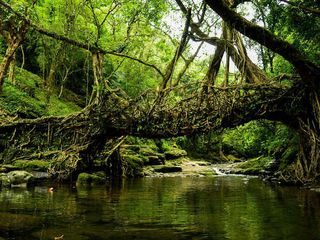 Places Where You Can Spot Living Root Bridges In India