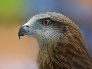 Beautiful Birds Found In The Indian Himalayas