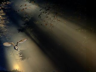 Mount Harriet National Park Showcases The Richly Diverse Wildlife Of The North Andaman