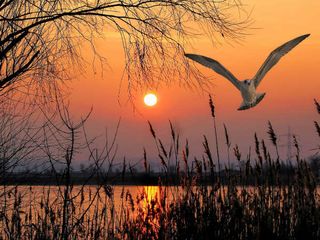 Kanwar Lake Bird Sanctuary – Defining The Natural Beauty Of Bihar