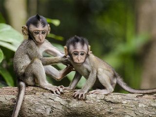 Wildlife Sanctuaries Of Tamil Nadu: Embracing The Wilderness