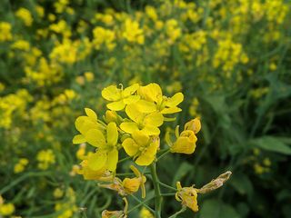 Kapurthala, The Paris Of Punjab