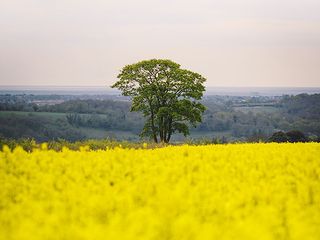 Pathankot, An Archaic Euphoria