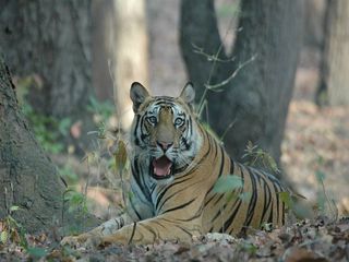 Places In India To Spot Tigers In The Wild