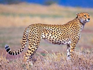 PM Narendra Modi To Release Eight Namibian Cheetahs Into Madhya Pradesh's Kuno National Park 