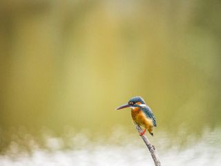 Into the Wild: Wildlife Sanctuaries To Visit In India In Summer