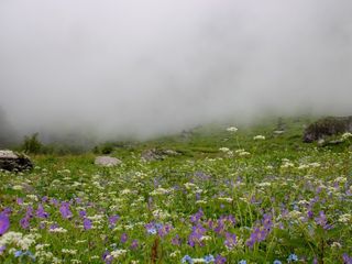Blooming Uttarakhand: Valley of Flowers To Open For Tourists Early This Year