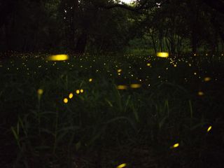 Behold A Magical Night At The Fireflies Festival In Maharashtra