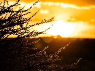 Etosha Pan: A Heavenly Inferno