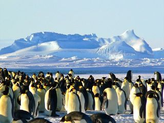 Zavadovski Island: World's Largest Gatherings Of Penguins