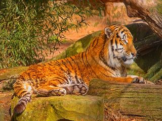 List Of Tiger Reserves In India: International Tiger Day 2022