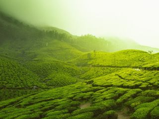 Monsoon In Kerala: Best Day Trips From Thiruvananthapuram