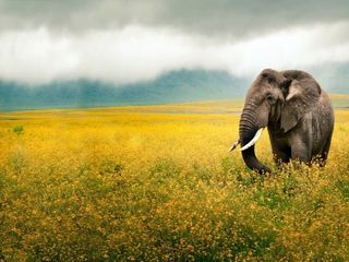 Ngorongoro Crater: The Best Wildlife Viewing In The World